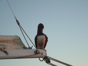 Mazatlan 009